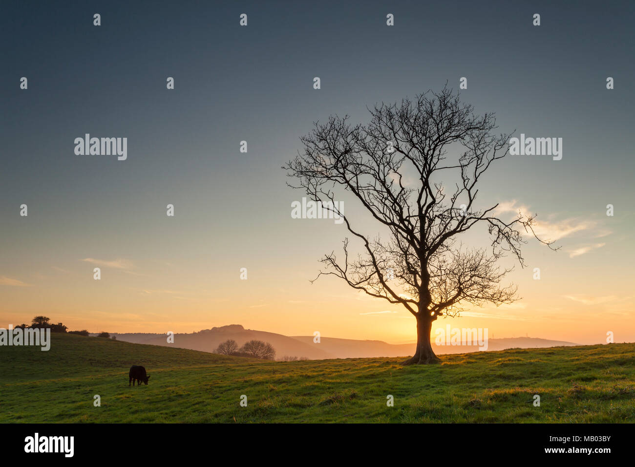 In autunno il tramonto in South Downs National Park. Foto Stock