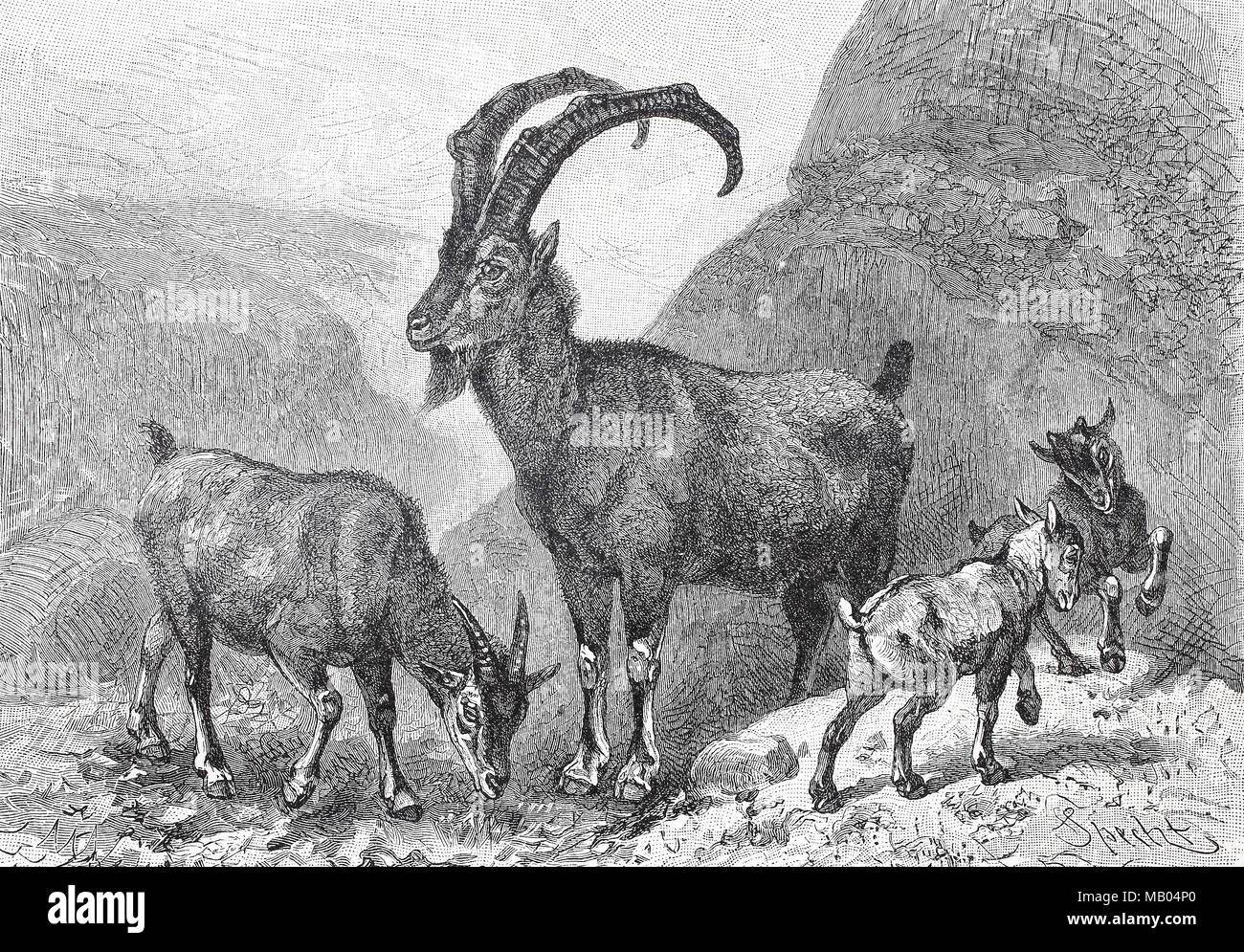Bezoarziege, Capra aegagrus. Bezoar ibex, Capra aegagrus aegagrus, noto anche come anatolica bezoar ibex, o persiano ibex, digitale migliorata la riproduzione di un originale stampa da l'anno 1895 Foto Stock