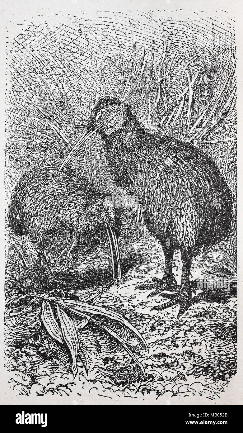 Kiwi, NÃ¶rdlicher Streifenkiwi, Apteryx mantelli, North Island brown kiwi, digitale migliorata la riproduzione di un originale stampa da l'anno 1895 Foto Stock