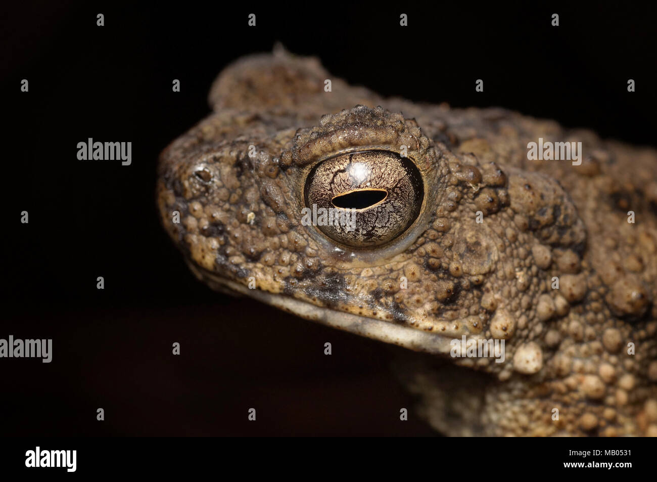 Bufo asper gigante rospo asiatico Foto Stock