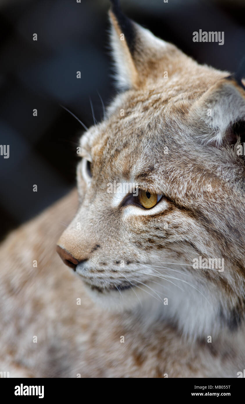Animali: giovani lynx in posa, close-up shot Foto Stock
