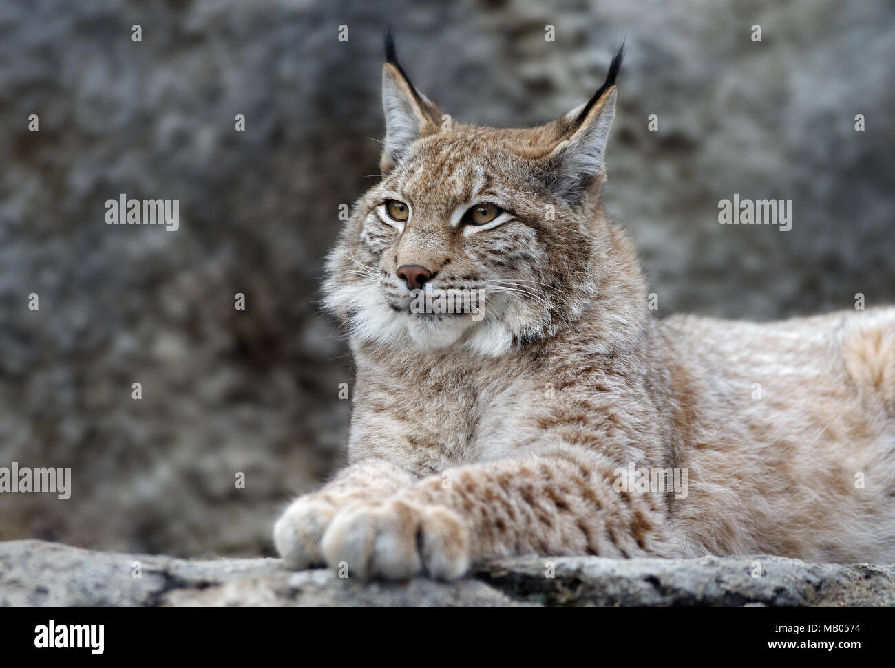 Animali: giovani ponendo lynx Foto Stock