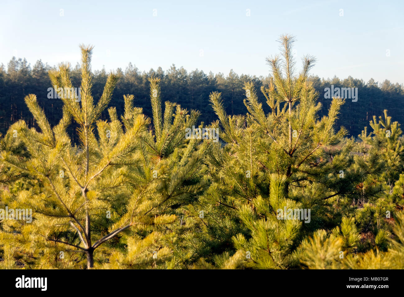 Scarola verde rami di una pelliccia-albero o pino su sfondo sfocato Foto Stock