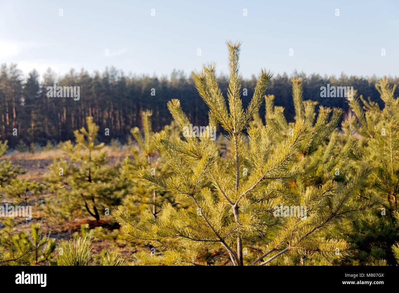 Scarola verde rami di una pelliccia-albero o pino su sfondo sfocato Foto Stock