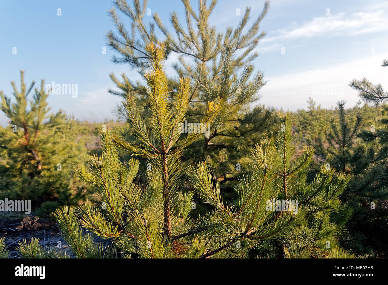 Scarola verde rami di una pelliccia-albero o pino su sfondo sfocato Foto Stock