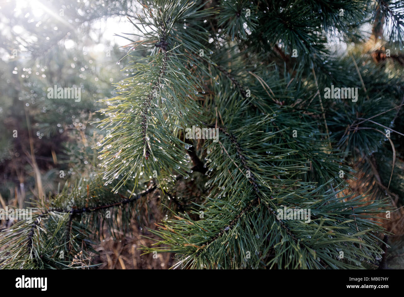 Conifere ramo con gocce di acqua su sfocati sullo sfondo verde. Macro shot Foto Stock