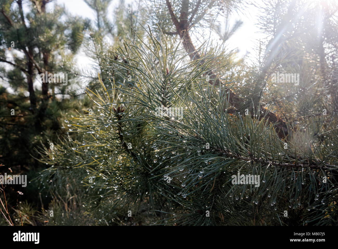 Conifere ramo con gocce di acqua su sfocati sullo sfondo verde. Macro shot Foto Stock