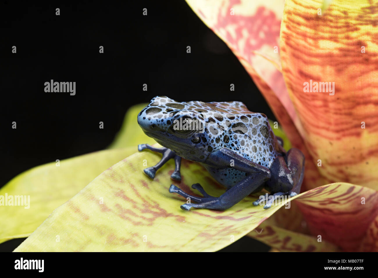 Blu e nero poison dart frog, Dendrobates azureus. Una bella velenoso rain forest animali in pericolo di estinzione. Anfibi di PET in una foresta pluviale Foto Stock