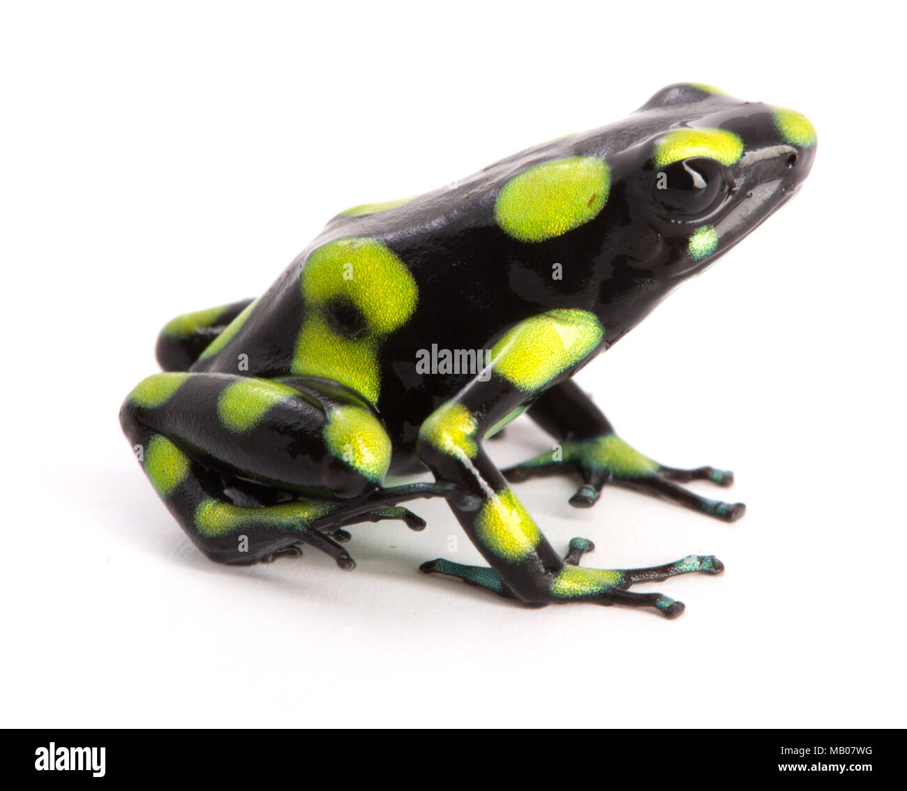 Dendrobates auratus, un veleno dart frog dalla foresta pluviale di Colombia isolata su uno sfondo bianco. Foto Stock
