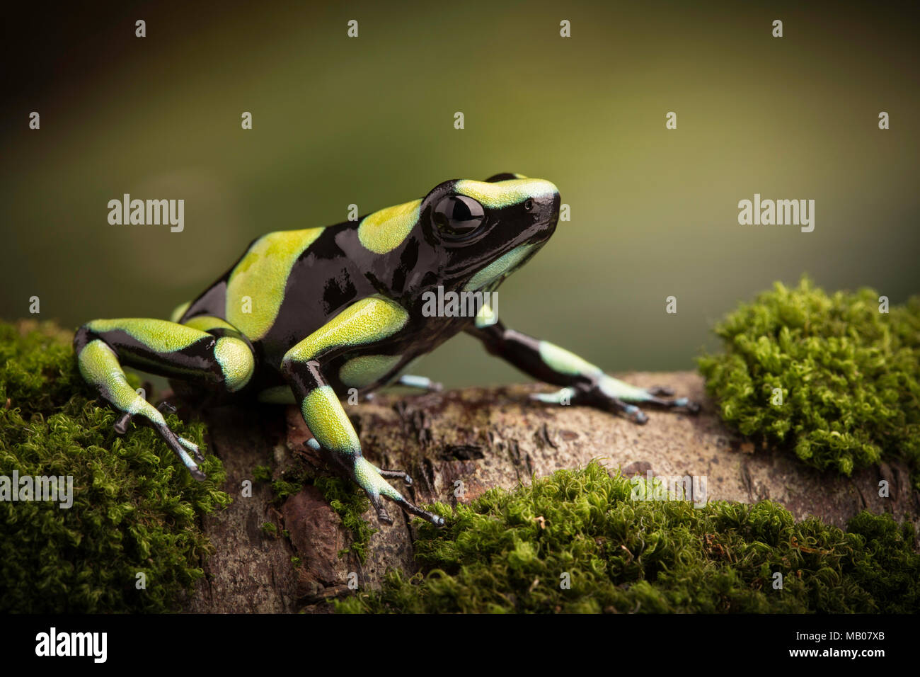 Tropical poison dart frog dalla foresta amazzonica in Colombia. Dendrobates auratus una macro di un velenoso animale nella foresta pluviale. Foto Stock