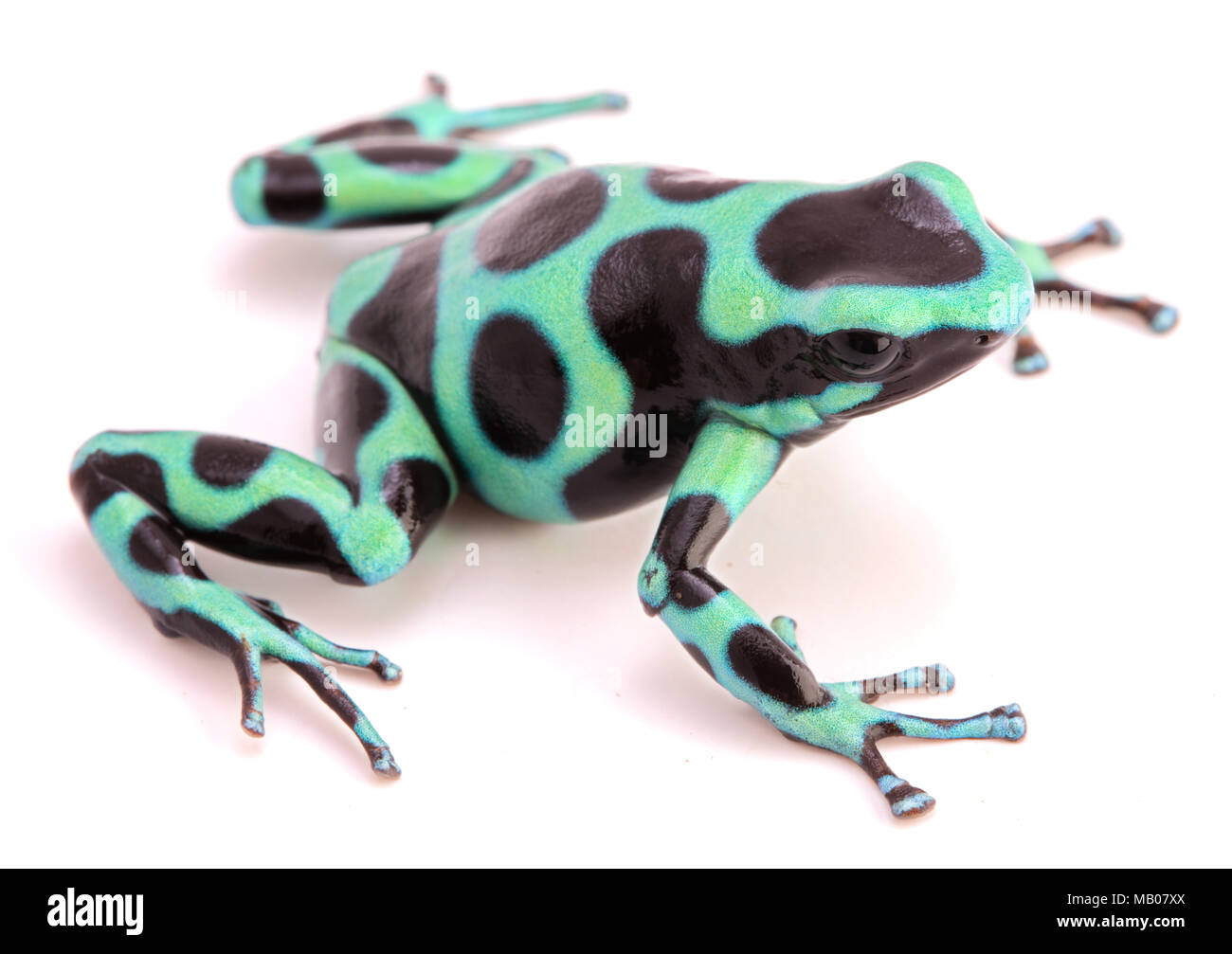 Poison dart o freccia rana Dendrobates auratus dal tropicla foresta di pioggia del Costa Rica e Panama isolato su uno sfondo bianco. Foto Stock