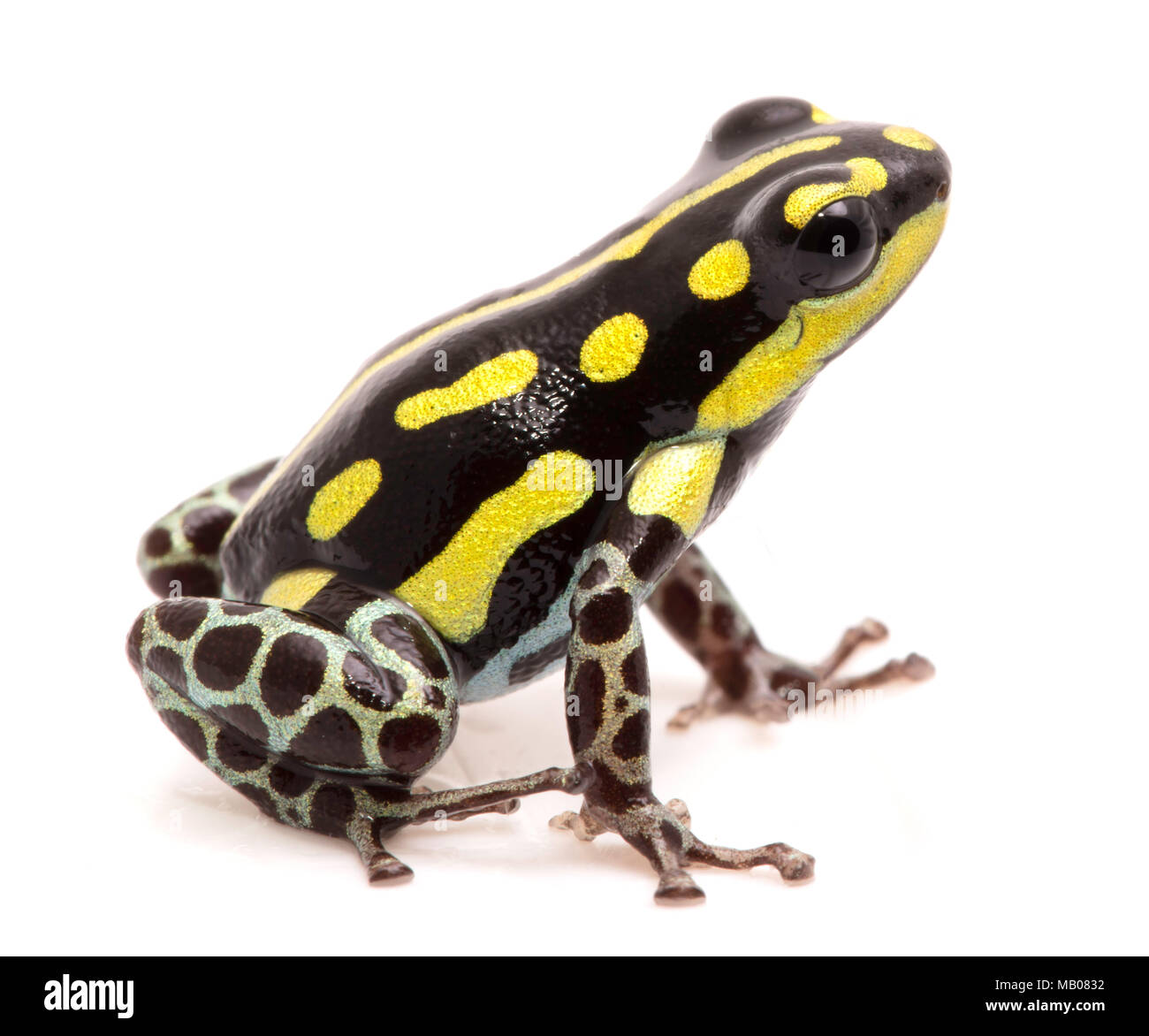Poison dart o freccia rana, Ranitomeya flavovittata. Un giallo striato animali velenosi dal tropical Amazon rain forest in Perù. Isolato su bianco Foto Stock