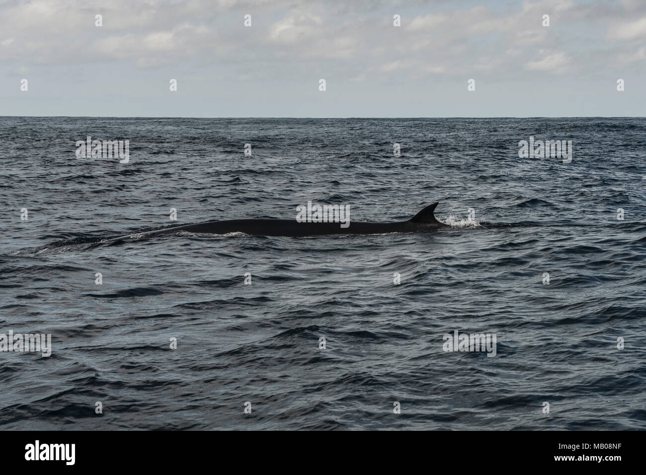 Un Bryde la balena (Balaenoptera edeni) nell'Oceano Indiano al largo della costa di Plattenberg Bay, Sud Africa Foto Stock