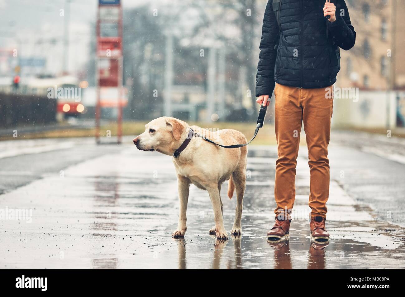 Fosche previsioni in città. L'uomo con il suo cane (labrador retriever) camminando sotto la pioggia sulla strada. Praga, Repubblica Ceca. Foto Stock