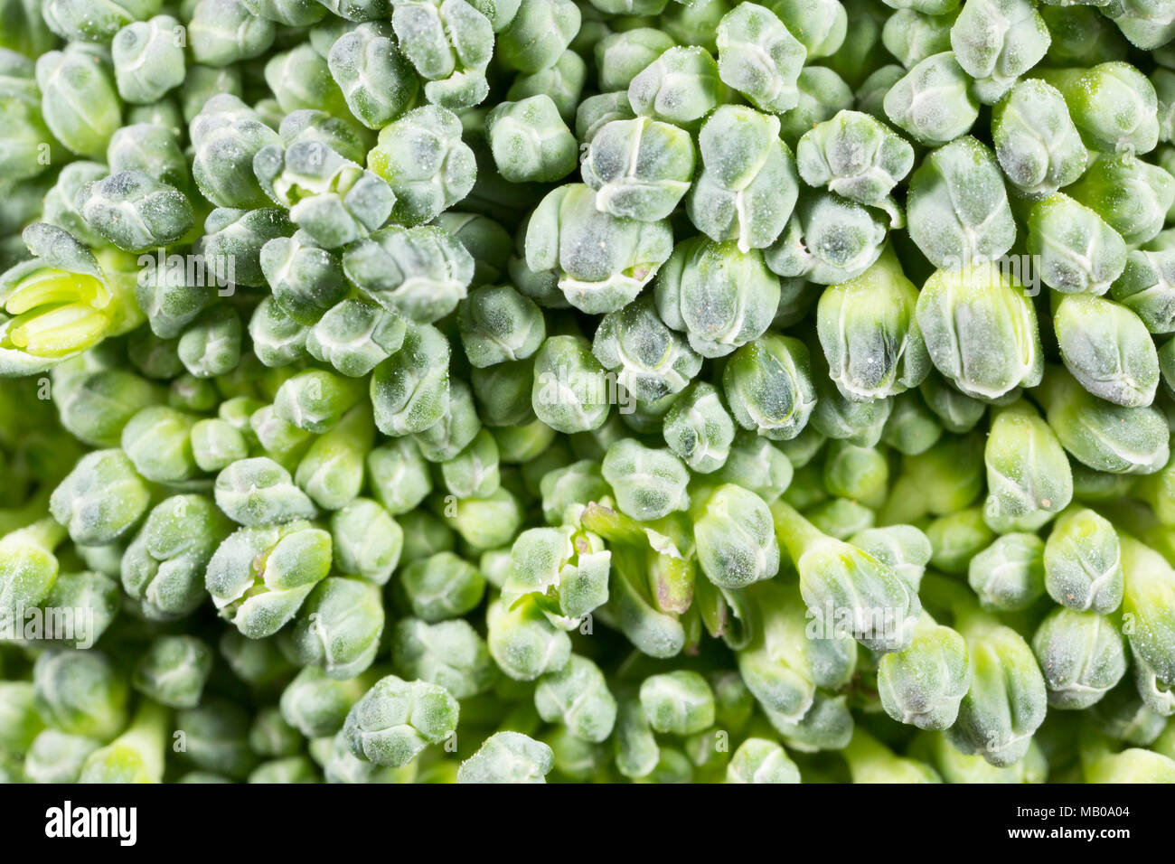 Close-up di un fiorellino di broccoli coltivati in Spagna e venduti in un supermercato UK, Brassica oleracea. Inghilterra REGNO UNITO GB Foto Stock