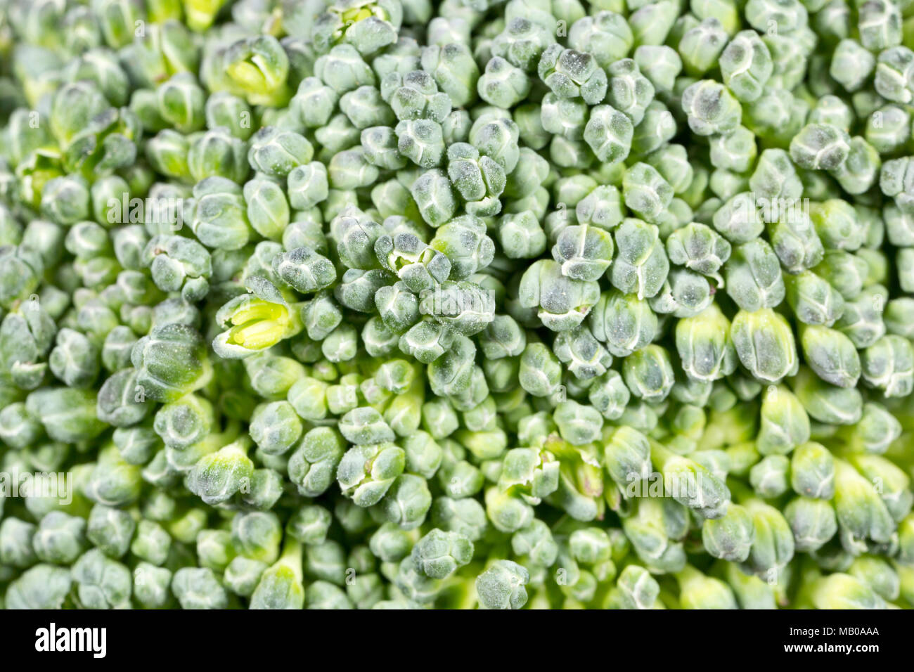 Close-up di un fiorellino di broccoli coltivati in Spagna e venduti nel Regno Unito, Brassica oleracea,. Regno Unito GB Foto Stock