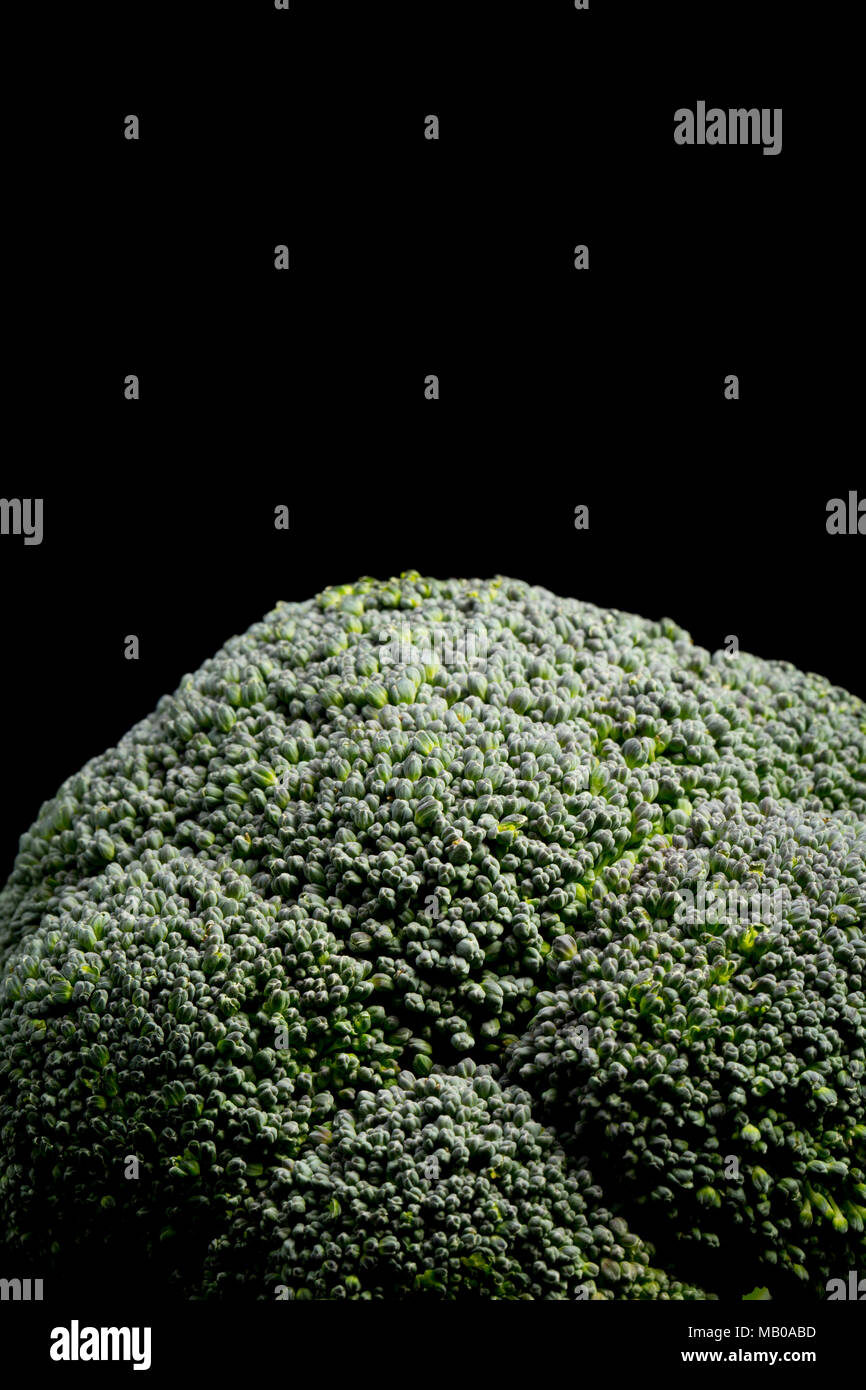 Fiorellino di broccoli coltivati in Spagna e venduti in un supermercato UK, Brassica oleracea, su uno sfondo nero. Inghilterra REGNO UNITO GB Foto Stock