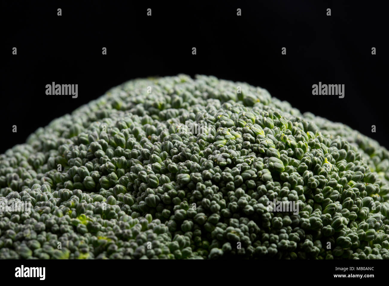 Fiorellino di broccoli coltivati in Spagna e venduti in un supermercato UK, Brassica oleracea, su uno sfondo nero. Inghilterra REGNO UNITO GB Foto Stock