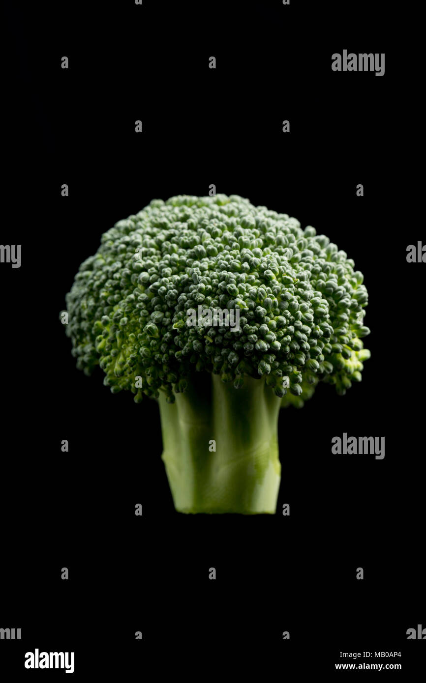 Fiorellino di broccoli coltivati in Spagna e venduti in un supermercato UK, Brassica oleracea, su uno sfondo nero. Inghilterra REGNO UNITO GB Foto Stock