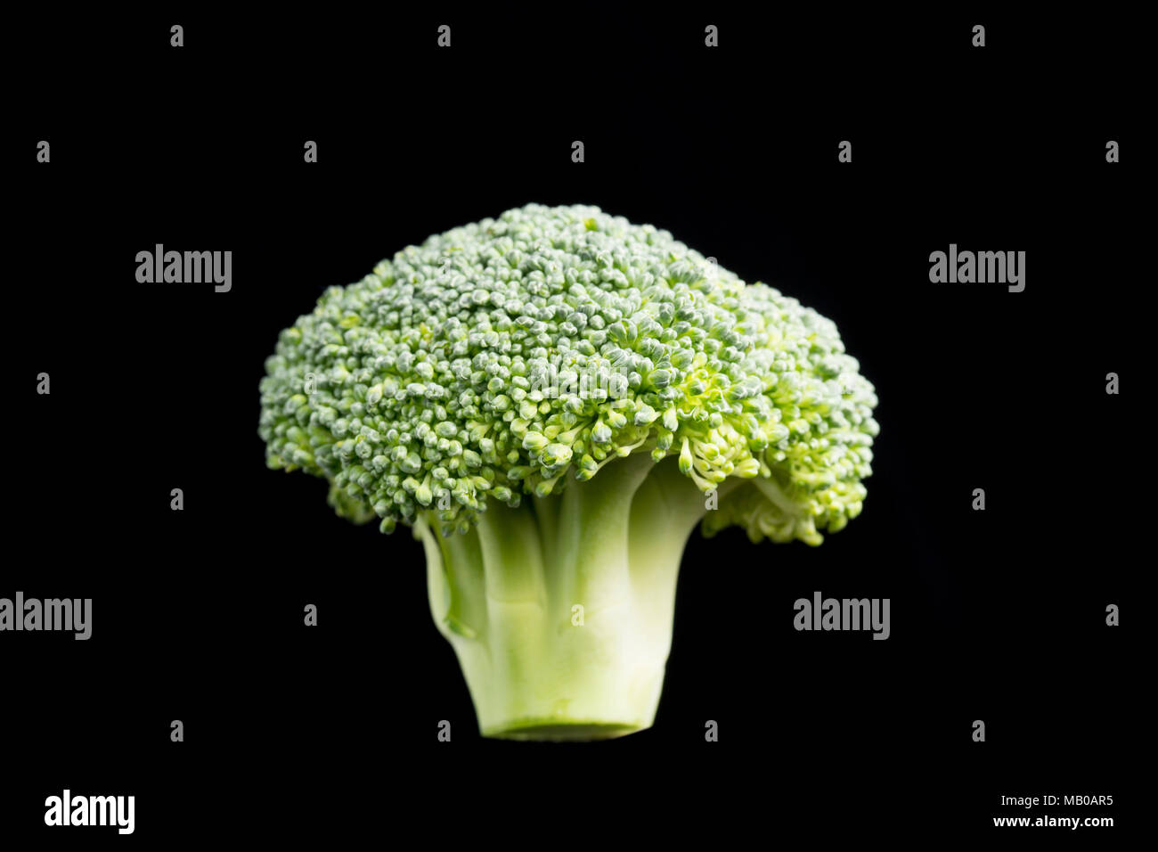 Fiorellino di broccoli coltivati in Spagna e venduti in un supermercato UK, Brassica oleracea, su uno sfondo nero. Inghilterra REGNO UNITO GB Foto Stock