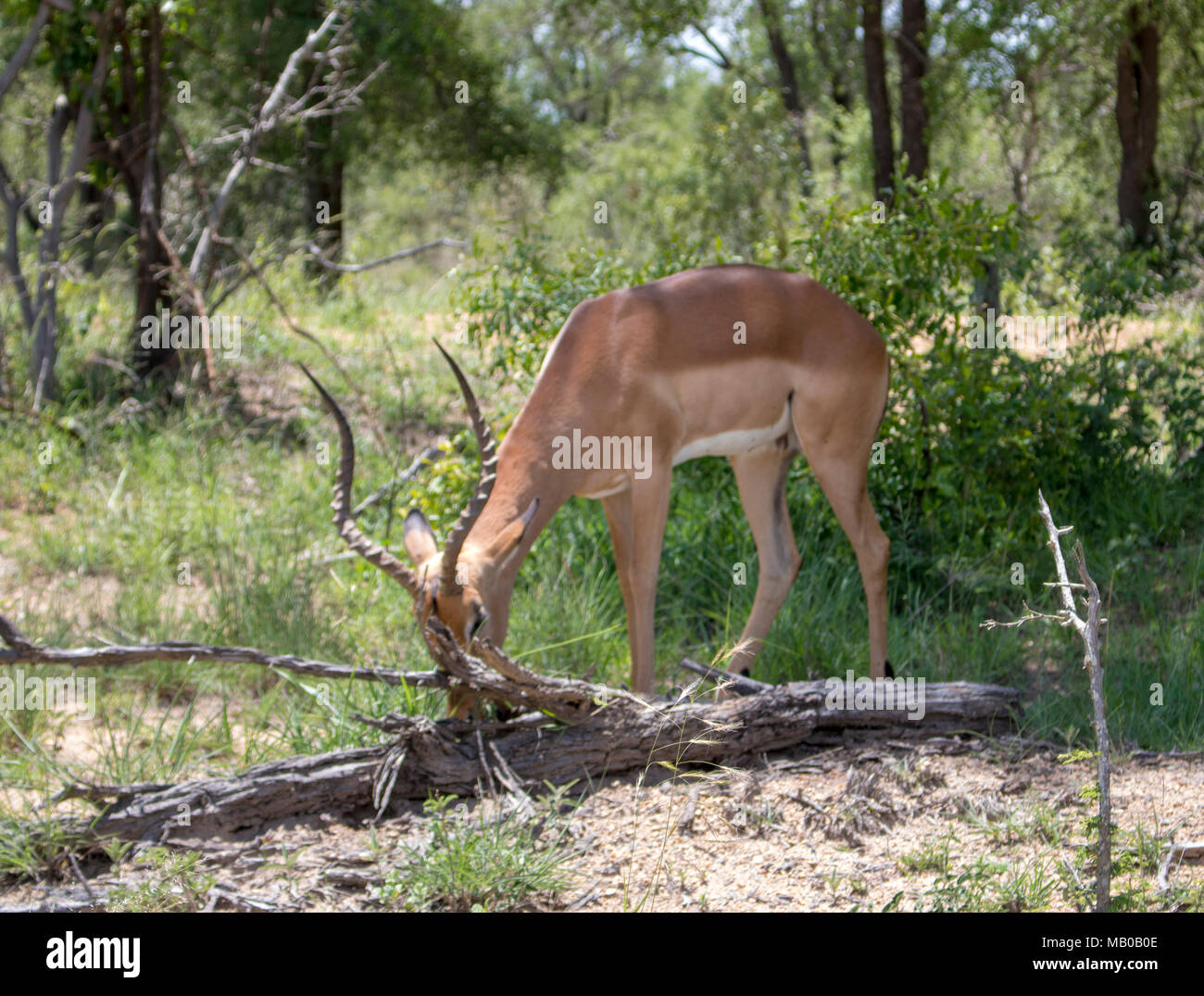 La fauna selvatica al Parco Nazionale di Kruger's safari. Foto Stock