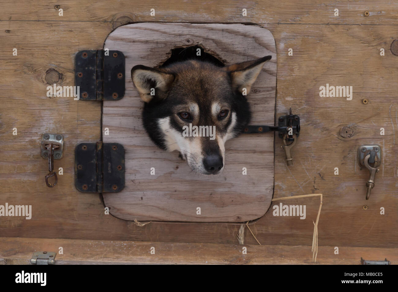 Sled Dog bloccata la sua testa fuori di un rimorchio del cane all'Iditarod ad Anchorage in Alaska Foto Stock