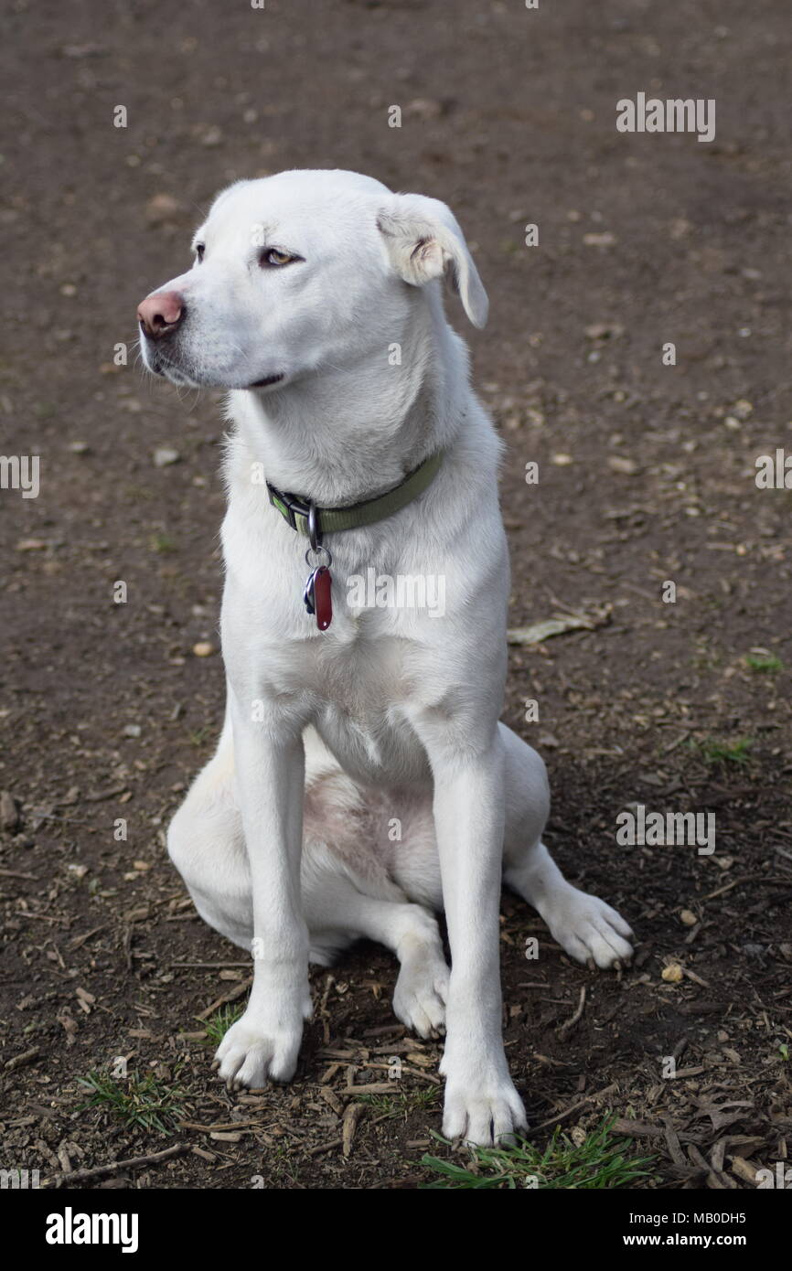 Una foto della mia colorate di bianco cane Foto Stock