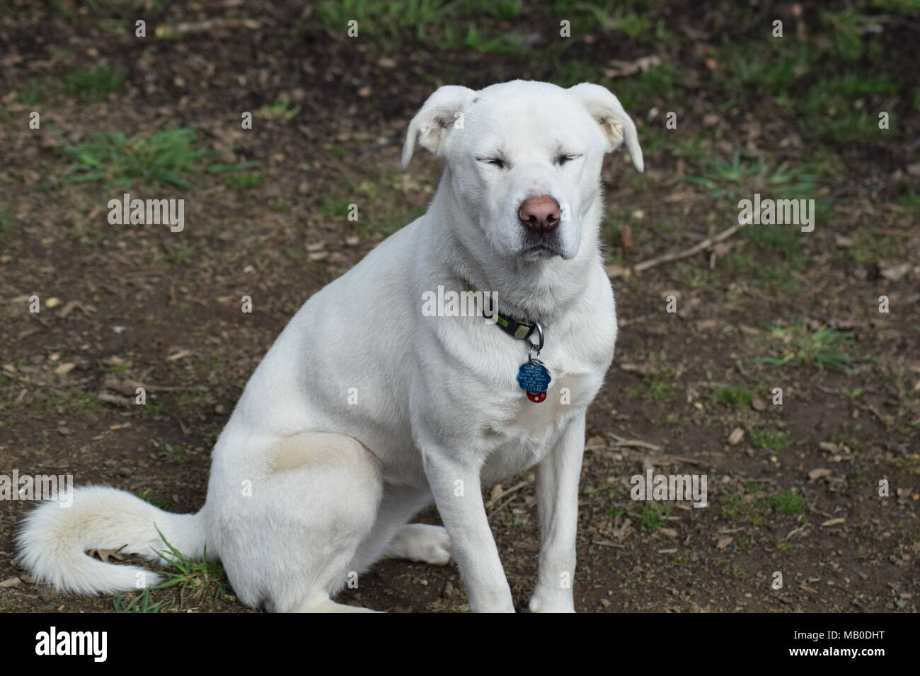 Una foto della mia colorate di bianco cane Foto Stock