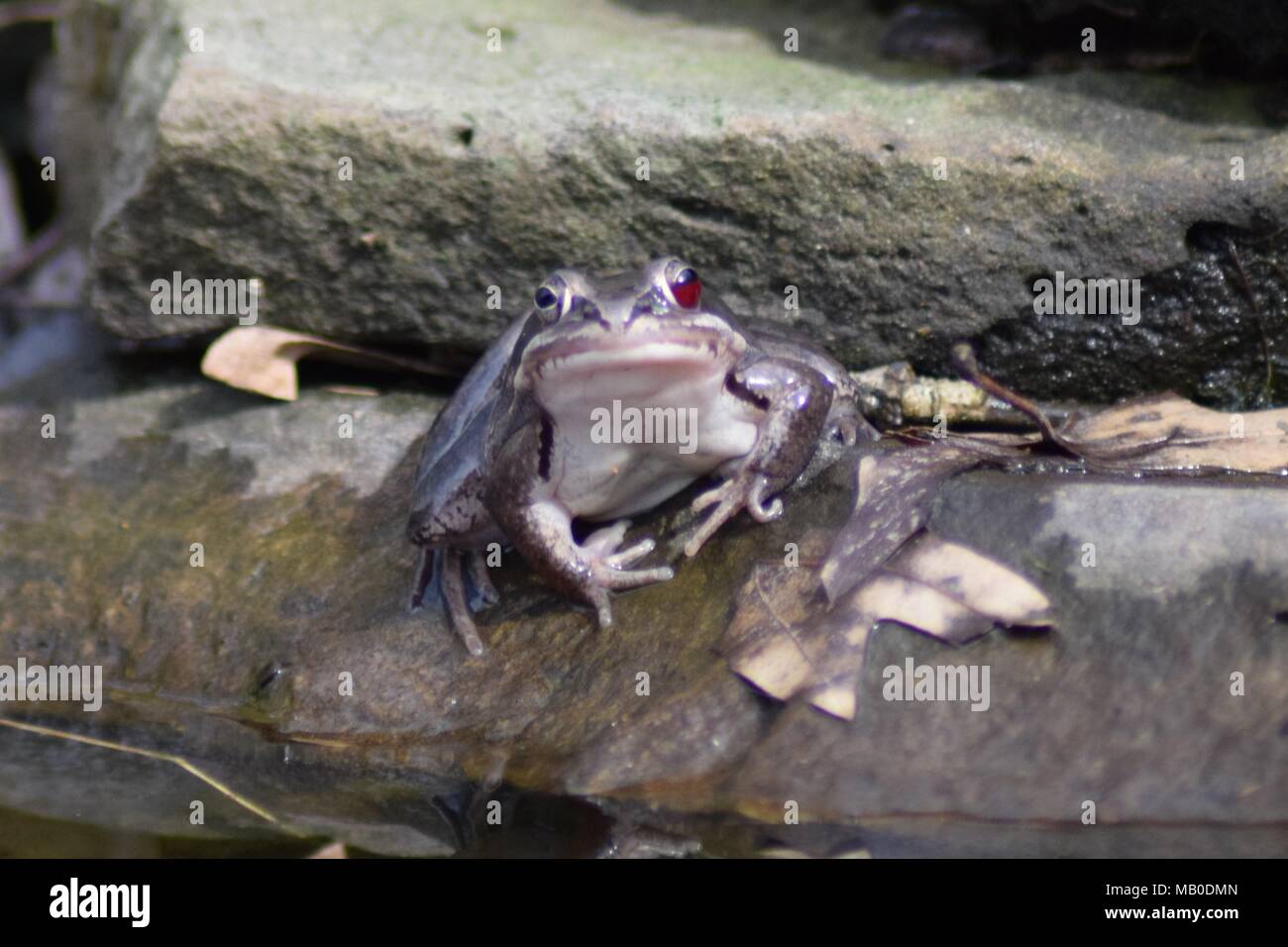 Un vicino la foto di una rana grigio Foto Stock