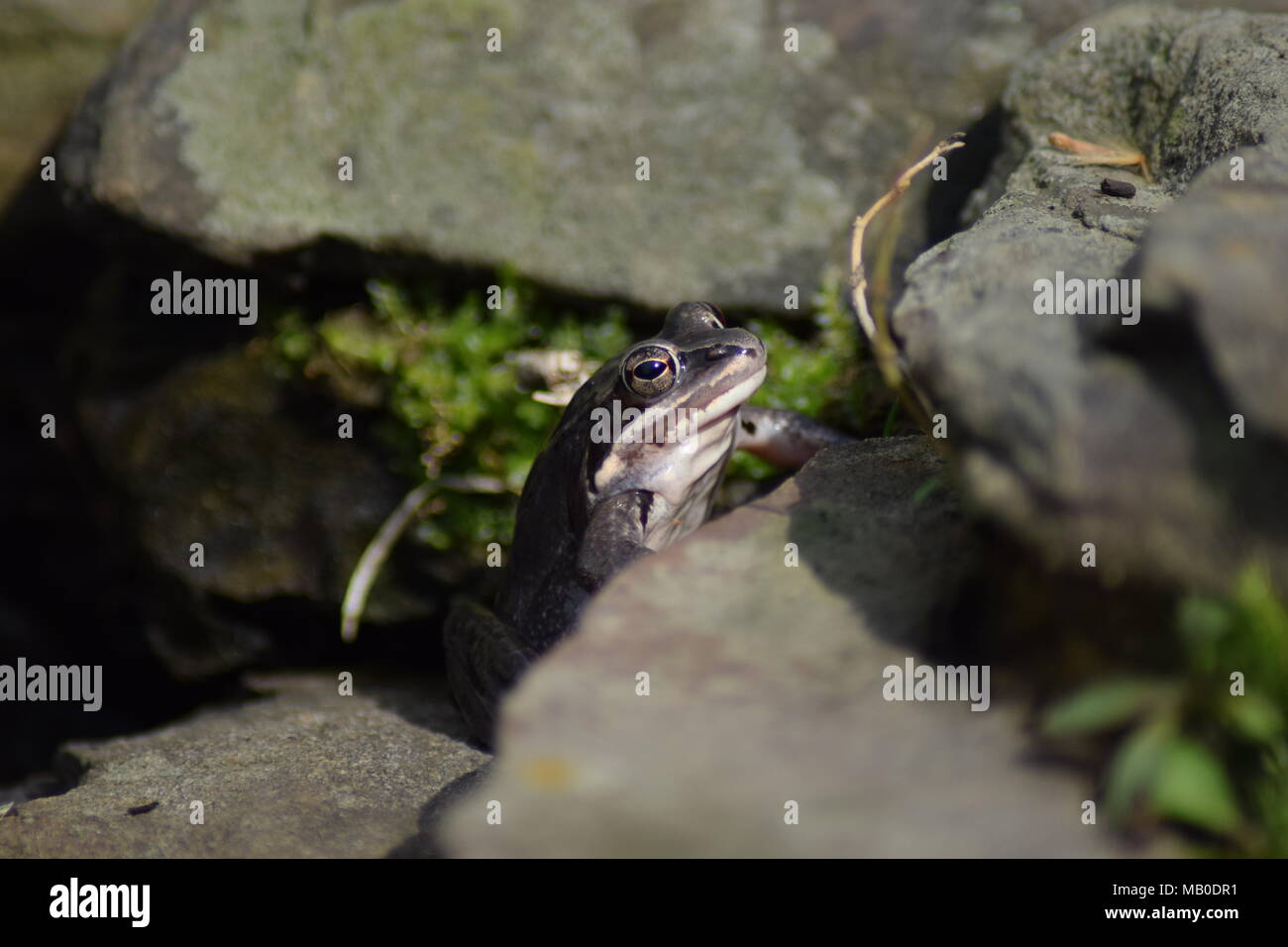 Un vicino la foto di una rana grigio Foto Stock
