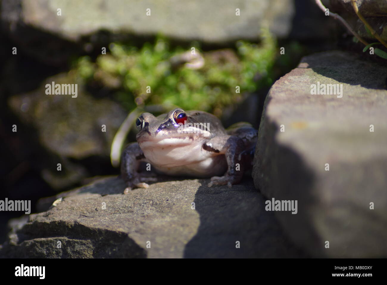 Una chiusura di una rana grigio seduto su una roccia Foto Stock
