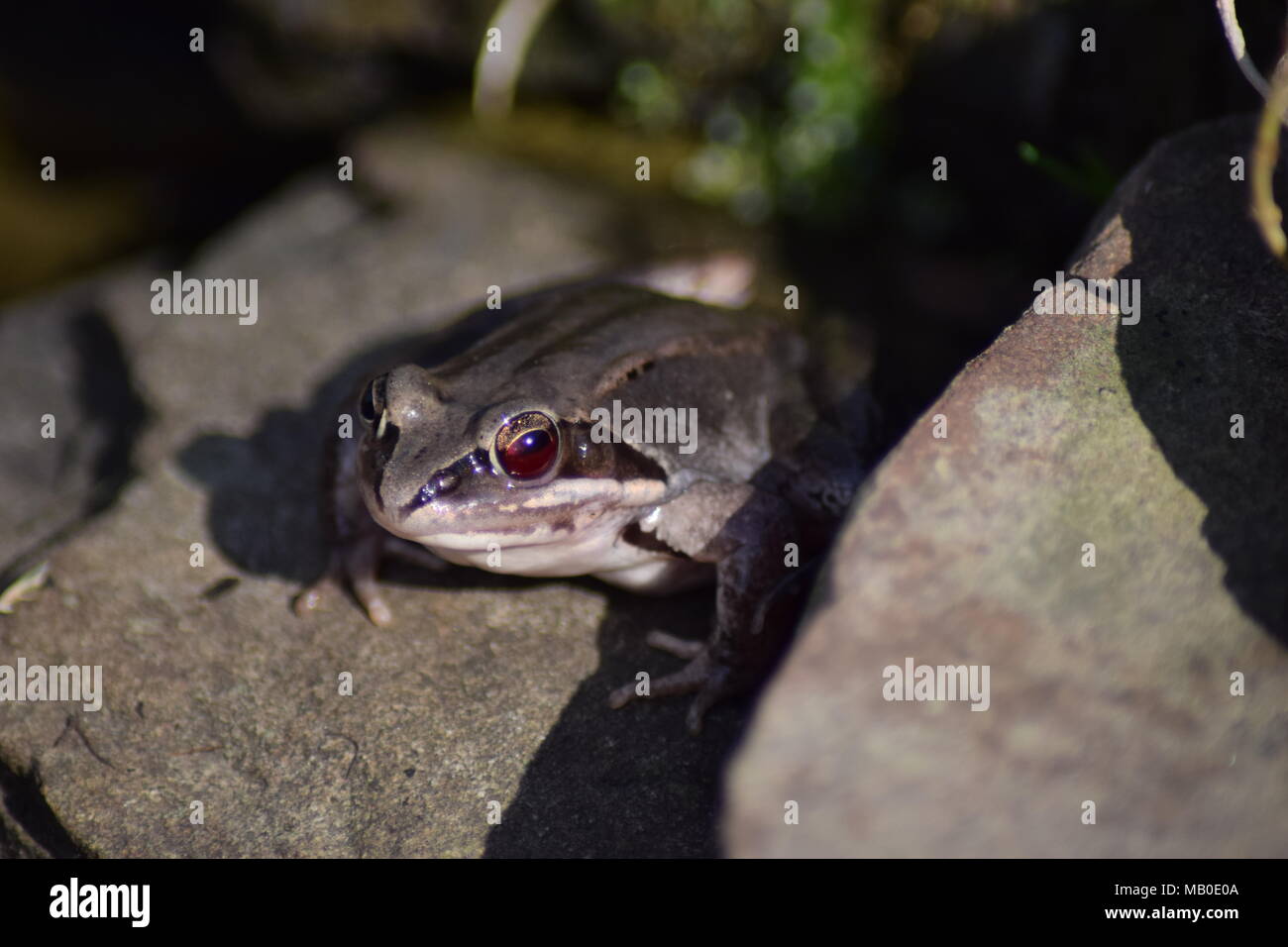 Una chiusura di una rana seduta su una roccia Foto Stock