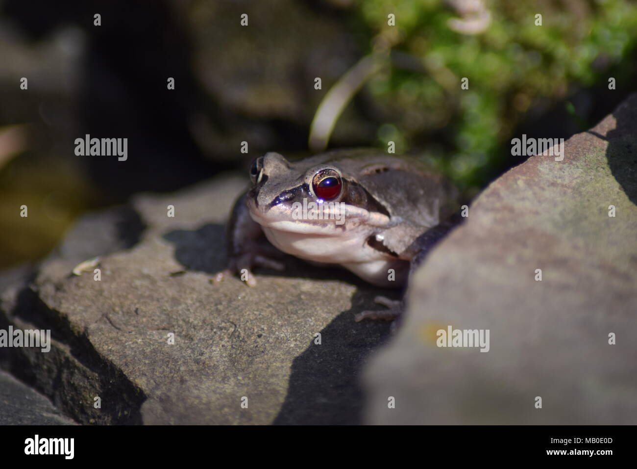 Una chiusura di una rana seduta su una roccia Foto Stock