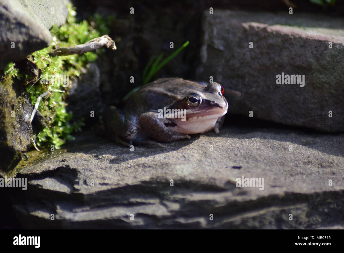 Una piccola rana con due diversi occhi colorati che ho trovato nel mio giardino vicino al nostro stagno Foto Stock