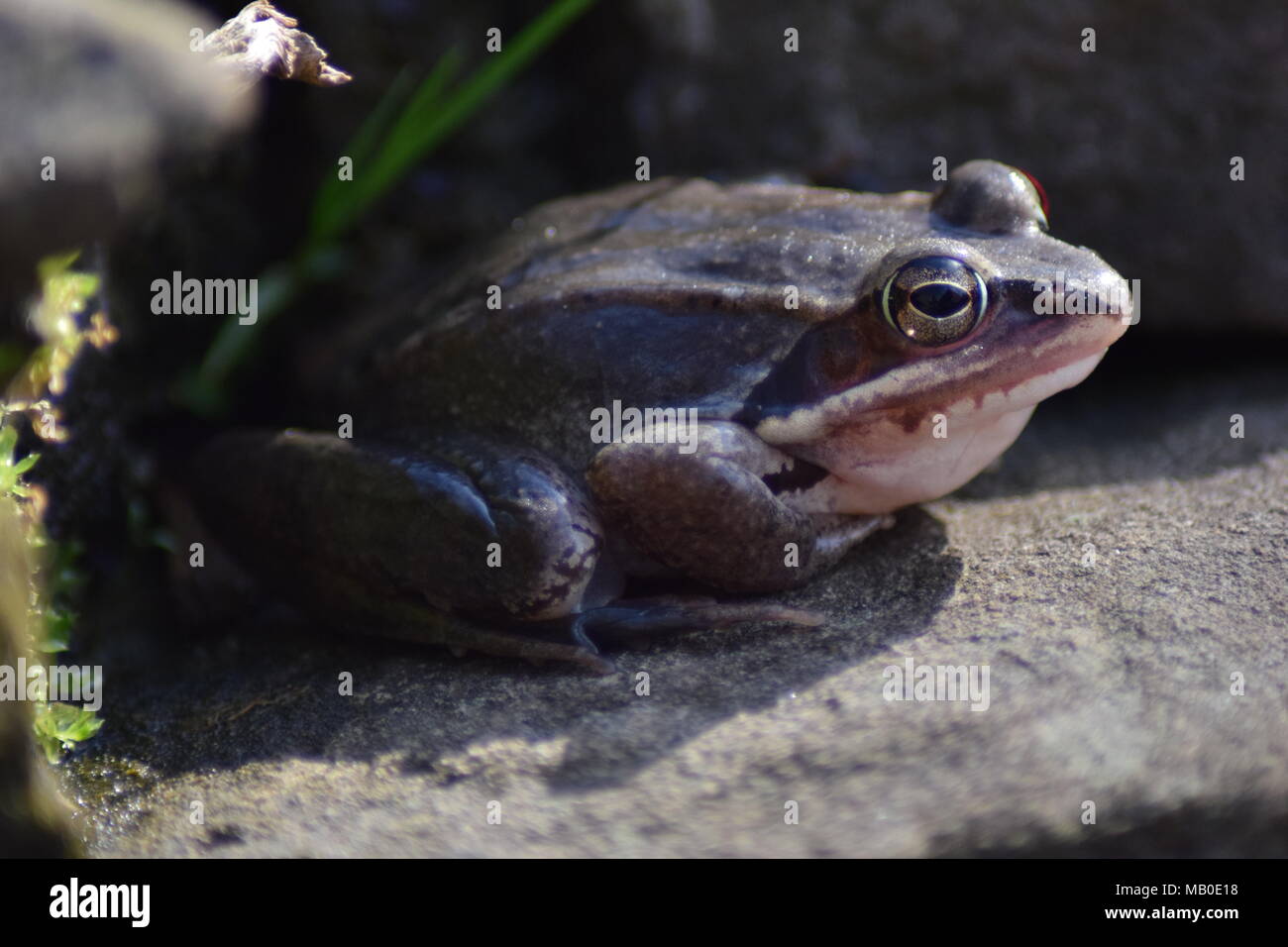 Una piccola rana con due diversi occhi colorati che ho trovato nel mio giardino vicino al nostro stagno Foto Stock
