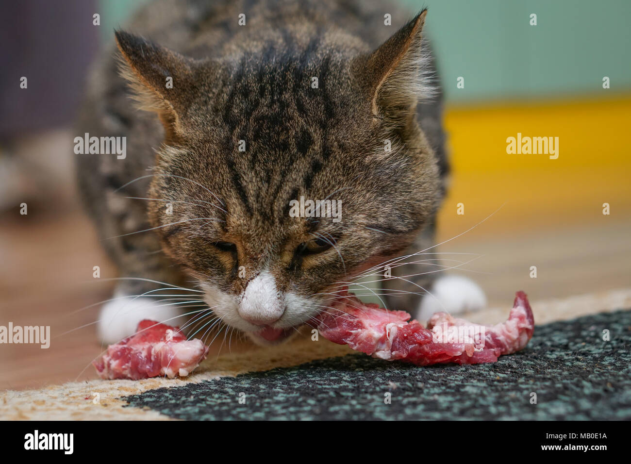 Cat mangiare carne cruda sul tappeto in cucina Foto stock - Alamy