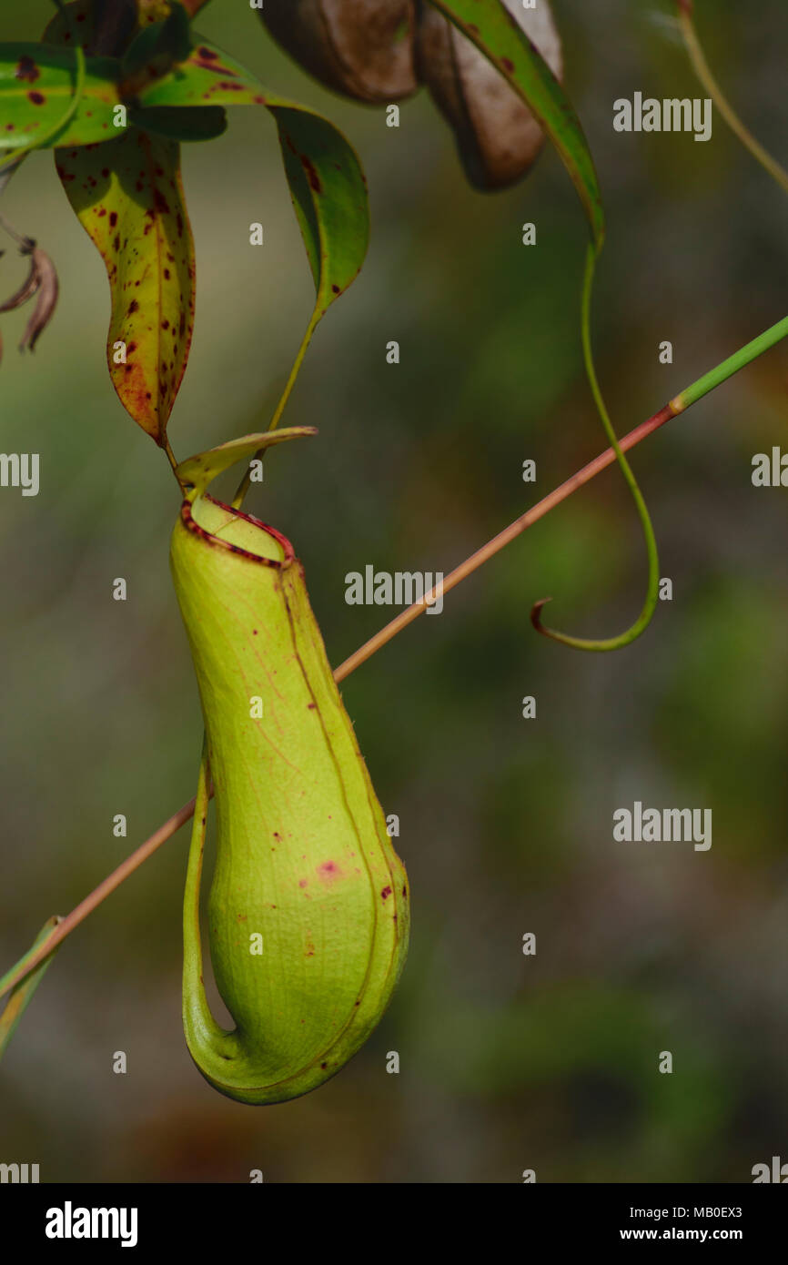 Le piante selvatiche di Nephentes (brocca tropicali piante) in Indonesia Foto Stock