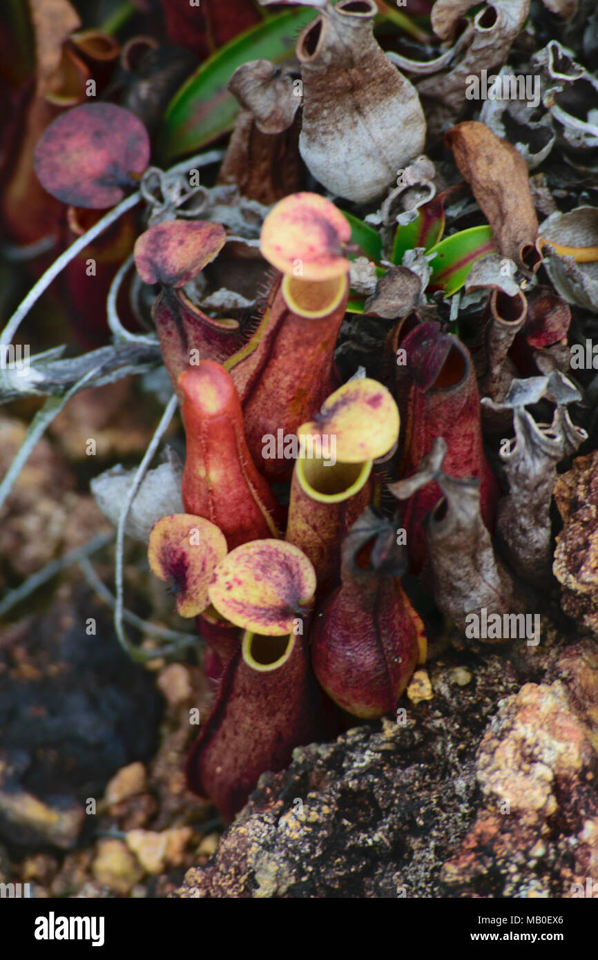 Le piante selvatiche di Nephentes (brocca tropicali piante) in Indonesia Foto Stock