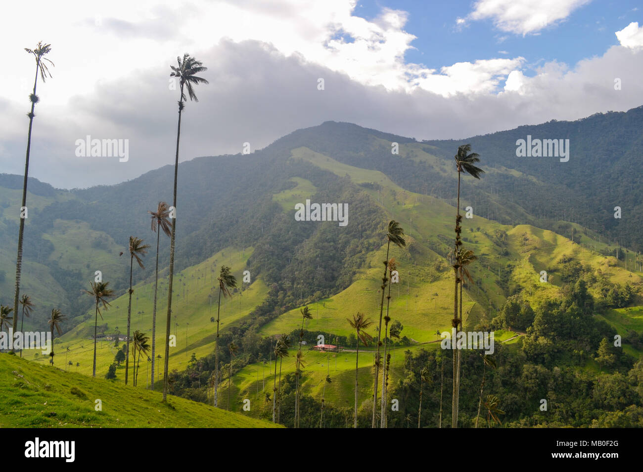 Le foto scattate in Valle de Cocora, Salento, Colombia Foto Stock