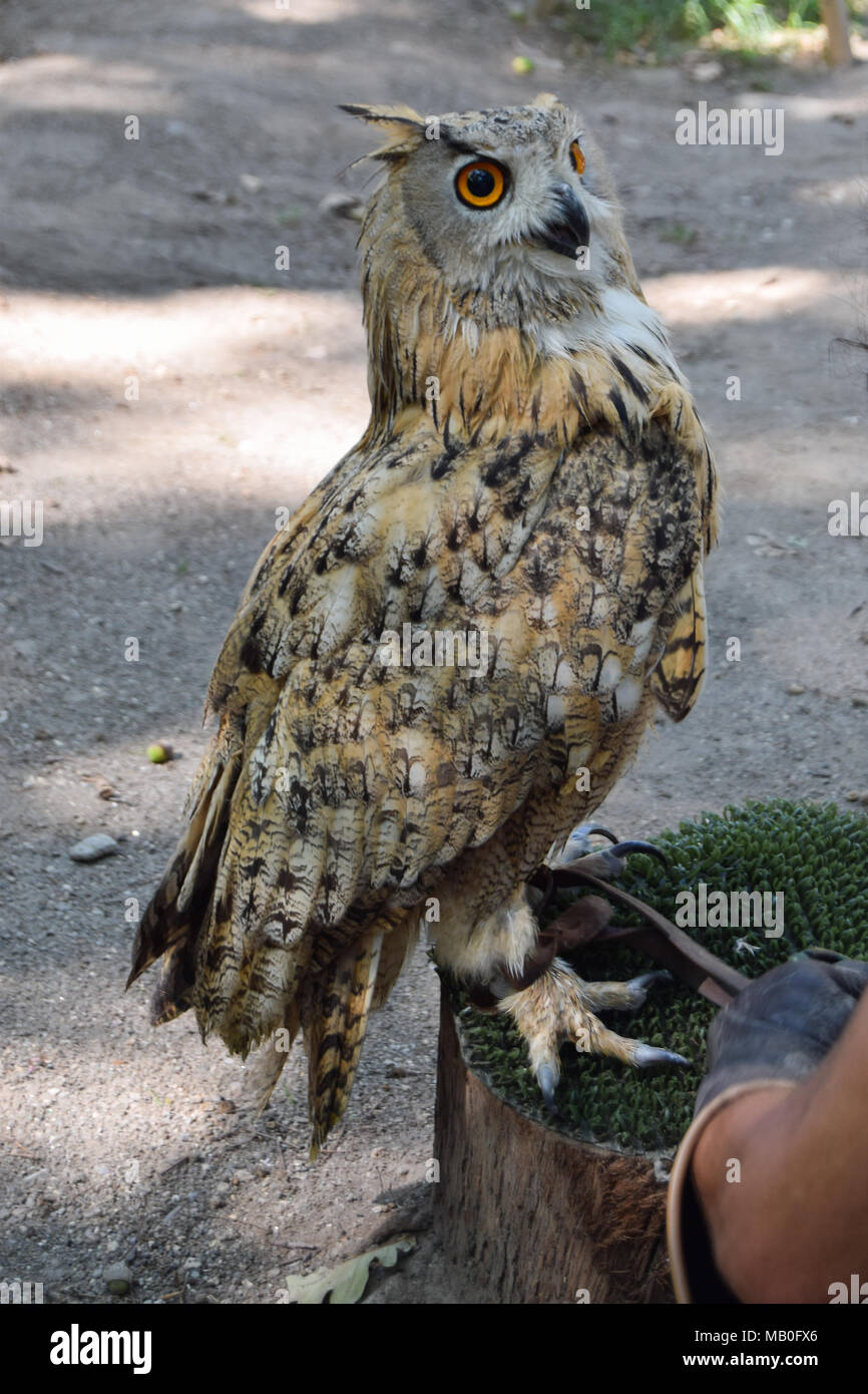 OWL Strigidae (Bufo Realor Eurasian aquila-OWL) parco naturale per scopi dimostrativi e didattici Foto Stock