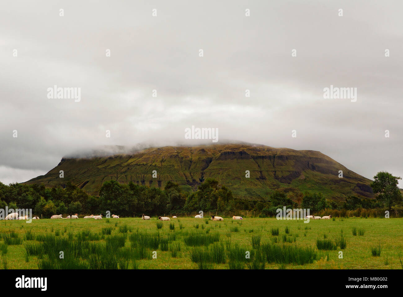 Benbulben con potrebbe coprire e pecore alla base, paesaggio Foto Stock