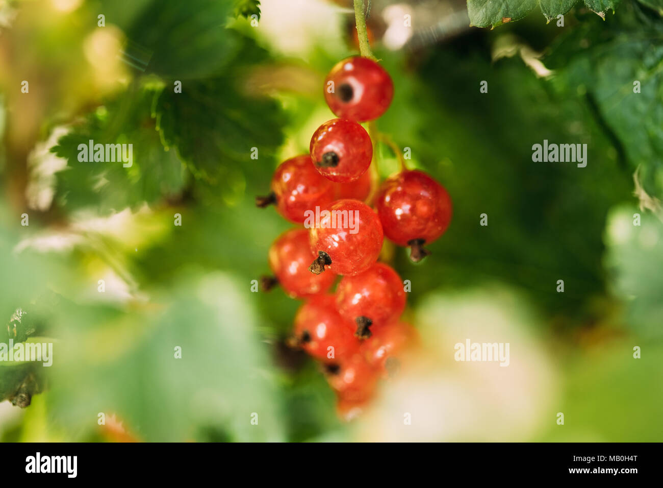 Fresche e mature di ribes rosso filiale. Coltivazione di bacche organiche. Ribes maturi nel giardino di frutta. Ribes rosso o Ribes rubrum Foto Stock