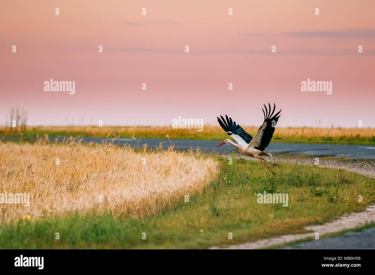 Europeo per adulti cicogna bianca tenendo fuori dal settore agricolo in Bielorussia. Campo Wild Bird in tempo al tramonto. Foto Stock
