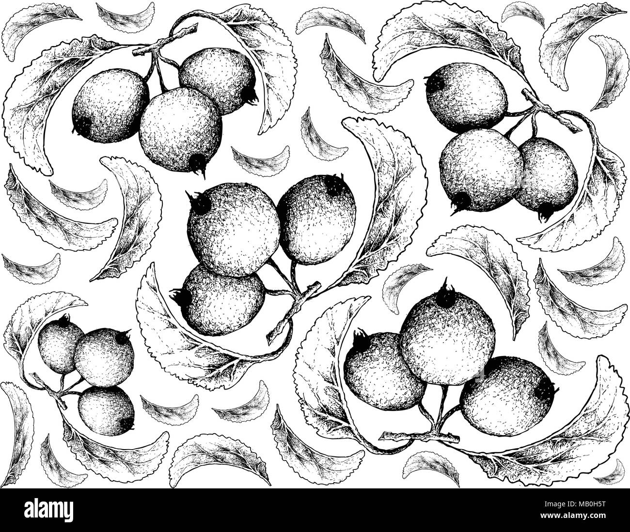 La frutta esotica, immagine di sfondo di mano il bozzetto di Crabapple o Malus frutti. Alto in vitamina A e C con nutriente essenziale per Illustrazione Vettoriale