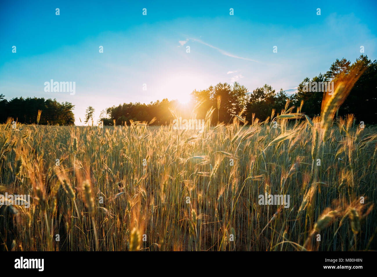 Estate sole che splende oltre il paesaggio agricolo del verde Campo di grano. Giovani Grano verde In alba al tramonto del tempo. Il mese di giugno. Foto Stock