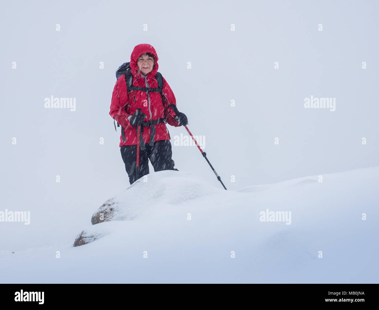 Una femmina di walker fuori Passeggiate Inverno nel Parco Nazionale di Cairngorms in whiteout condizioni che danno molto scarsa visibilità Foto Stock