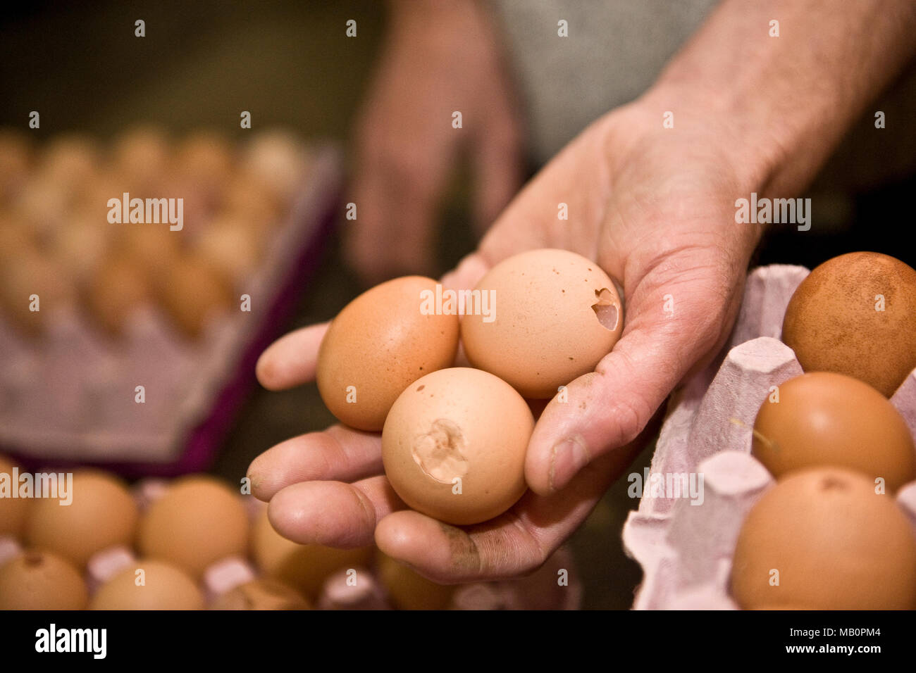 Imballatore uovo che mostra le uova danneggiate Foto Stock