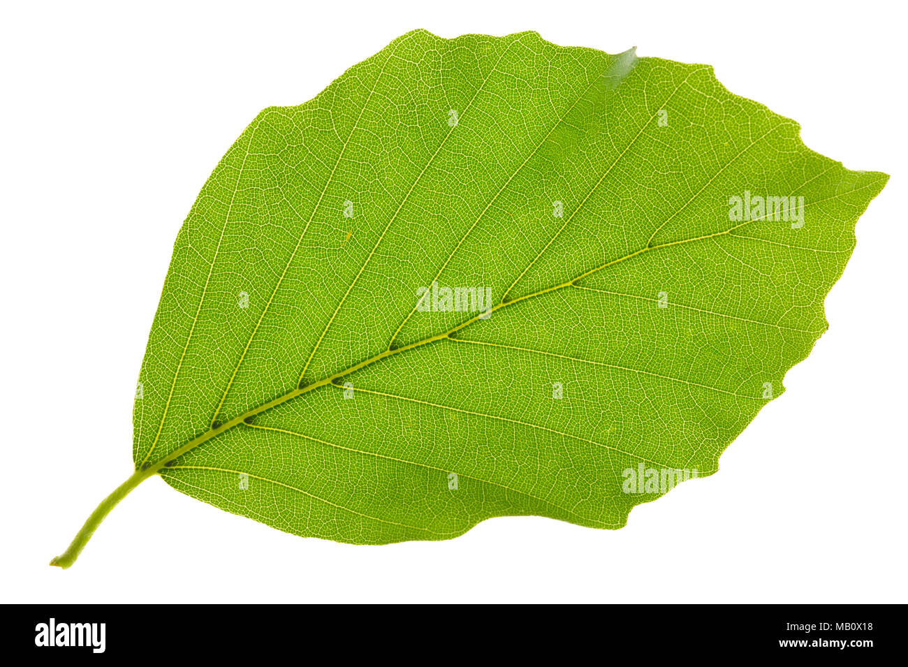 Unica foglia di faggio isolato su sfondo bianco Foto Stock