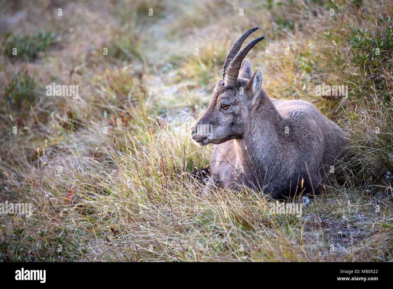 Le Alpi, l'Oberland Bernese, cameo alphorn, autunno, Svizzera, capricorno, mammiferi, animali, deserto, animali selvatici Foto Stock
