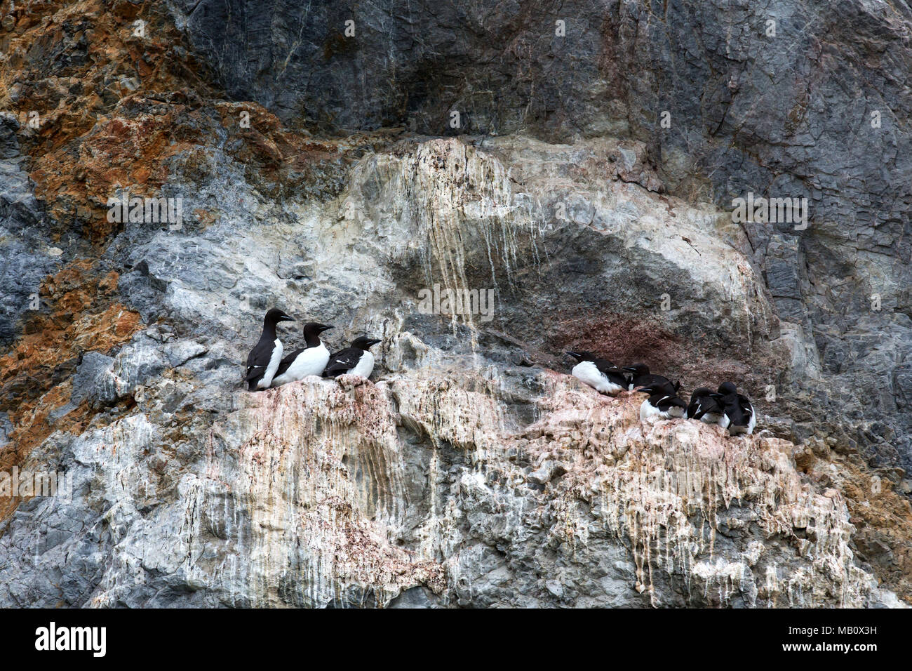 L'Artico, Bellsund, spessa becco guillemots, Europa, Midterhuken, Norvegia, regione polare, Spitsbergen, Svalbard, animali, uccelli, bird's rock, uccelli selvatici, Foto Stock